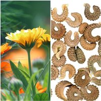 Semillas de Maravilla Calendula Officinalis. 50 Gramos