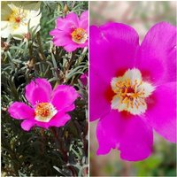 Semillas de Portulaca Grandiflora Variada. 10 Gramos