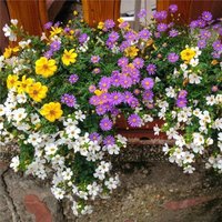 Semillas de Mezcla de Flores. Para balcones y terrazas. 50gr / 20.000
