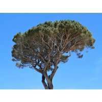 Semillas de Pino Piñonero. Pinus Pinea. 50gr / 50 Semillas