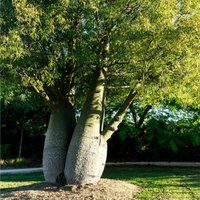 Semillas de Arbol Botella de Queensland. Brachychiton Rupestris. 10gr / 160 semillas