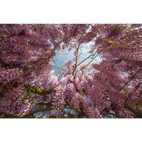 Semillas de Glicina de China. Wisteria Sinensis. 10gr / 20 Semillas