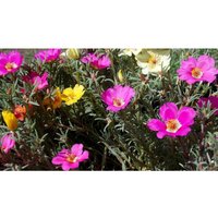 Semillas de Portulaca. Portulaca Grandiflora. 10gr / 90.000 Semillas