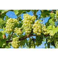 Semillas de Vid. Vitis Vinifera. UVA. 10gr / 400 Semillas