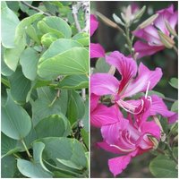 Semillas de Arbol de las Orquideas. Bauhinia Variegata. 50gr / 200 semillas