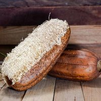 Semillas de Estropajo. Luffa Aegyptiaca. 10gr / 110 Semillas