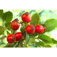 Semillas de Rosal Silvestre. Rosa Canina. 250gr / 11.000 Semillas.