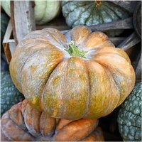 Semillas de Calabaza. Muscade de Provence. 50gr / 500 Semillas