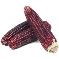 Semillas de Maíz Fresa Rojo. Zea Mays. 50gr / 500 Semillas