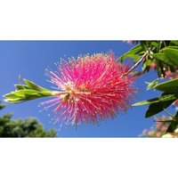 Semillas de Limpiatubos Lloron. Callistemon Viminalis. 10gr / 125.000 Semillas