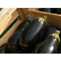 Semillas de Berengena Redonda Negra. Black Beauty. 50gr / 11.500 Semillas
