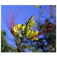 Semillas de Barba de Chivo. Caesalpinia Gilliesii. 10gr / 80 semillas