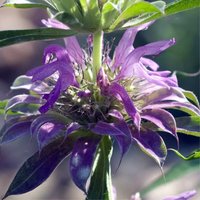 Semillas de Bálsamo Abeja Limón. Monarda Citriodora. 10gr / 20.000 Semillas
