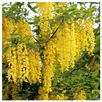 Semillas de Lluvia de Oro. Laburnum Anagyroides. 10gr / 400 Semillas