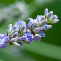 Semillas de Lavanda Vera. Lavandula Officinalis. 10gr / 10.000 Semillas