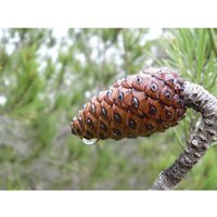 Semillas de Pino Carrasco. Pinus Halepensis. 10gr / 450 Semillas