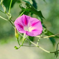 Semillas de Ipomea Purpurea. Campanilla Morada. 100gr / 5.000 Semillas