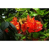 Semillas de Tulipanero Africano. Spathodea Campanulata. 5gr / 1.250 Semillas