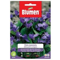Iperbriko - Semillas de Violeta Púrpura Four Seasons Blumen