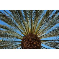 Semillas de Palmera Canaria. Phoenix Canariensis. 250gr / 250 Semillas