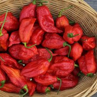 Semillas de Chile Fantasma. Bhut Jolokia. Mas picante del mundo. 5gr / 1.000 Semillas